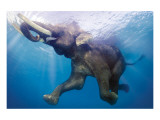Elephant Underwater Giclee Print