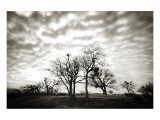 Emigrant Lake Trees Impressão giclée premium por Shane Settle