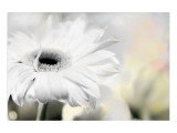 Daisy Giclee Print by Karin Connolly