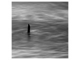 Stump at Gold Beach Giclee Print by Shane Settle
