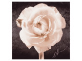 Ranunculus Giclee Print by Christine Zalewski