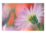 Silvery Aster Giclee Print by Karin Connolly