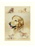 Golden Retriever Giclee Print by Libero Patrignani