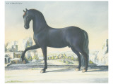 Horse Le Napolitain Giclee Print Horse Le Napolitain Giclee Print