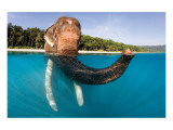 Elephant Swimming Giclee Print