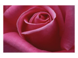 Rose Pink II Premium Giclee-trykk av Danny Burk