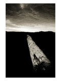 Dead Log at Floras Lake Giclee Print by Shane Settle