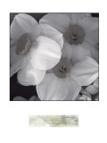 Narcissi for the Wedding I Lámina giclée por Richard Sutton Narcissi for the Wedding I Lámina giclée por Richard Sutton