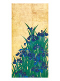 Irises, Japanese Premium Giclee Print by Ogata Korin