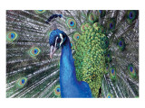 Pretty in Blue Giclee Print by Stephanie Laird