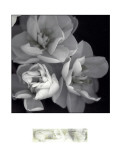 Rose for Romance I Lámina giclée por Richard Sutton Rose for Romance I Lámina giclée por Richard Sutton