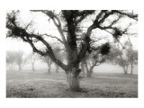 Oak Tree in the Fog Giclee Print by Shane Settle