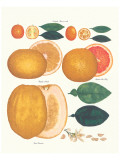 Kumquat and Grapefruit Giclee Print