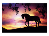 Black Stallion Giclee Print by Stephanie Laird