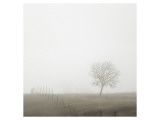 Tree and Fence II Impressão giclée premium por Shane Settle
