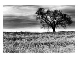 Tree in a Field, Severville, Tennessee Giclee Print