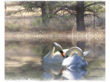 Wintering Swans Giclee Print by Stephanie Laird