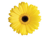 Yellow Gerbera Giclee Print by Christine Zalewski