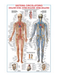 Circulatory System Giclee Print by Libero Patrignani