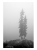 Two Trees on Mount Washington Giclee Print by Shane Settle