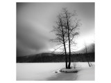 Lake of Woods Tree I reproduction procédé giclée par Shane Settle