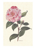 Pink Flower Premium Giclee Print Pink Flower Premium Giclee Print