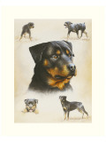 Rottweiler Giclee Print by Libero Patrignani