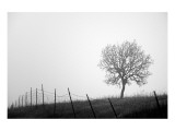 Tree and Fence III Impressão giclée premium por Shane Settle