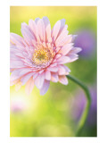 Powder Pink Giclee Print by Karin Connolly