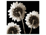 Sunflowers Trio Lámina giclée por Dan Magus Sunflowers Trio Lámina giclée por Dan Magus