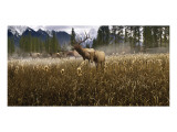 Misty Elk Giclee Print by Steve Hunziker