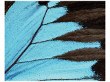 Ulysses Premium Giclee-trykk av Danny Burk