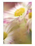 Pink Daisy Giclee Print by Karin Connolly
