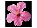 Hibiscus rose reproduction procédé giclée par Christine Zalewski