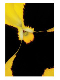 Yellow Pansy Premium Giclee-trykk av Danny Burk