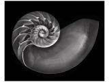 Harold Davis - Nautilus in Black and White Speciální digitálně vytištěná reprodukce