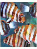 Harlequin Tusk II Giclee Print by Melinda Bradshaw Harlequin Tusk II Giclee Print by Melinda Bradshaw