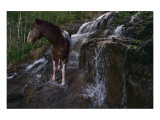 Pinto Passage Lámina giclée por Steve Hunziker Pinto Passage Lámina giclée por Steve Hunziker