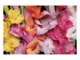 Gladiolus IV Premium Giclee-trykk av Danny Burk