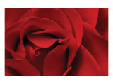 Rosa roja Lámina giclée por Danny Burk