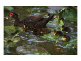Ducky Swim Giclee Print by Steve Hunziker