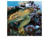 Sea Turtle IV Premium Giclee-trykk av Melinda Bradshaw