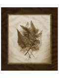 Japanese Painted Fern Study II Sepia Premium Giclee-trykk av Melinda Bradshaw