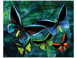 Blue Butterfly Premium Giclee-trykk av Melinda Bradshaw