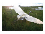Everglides Lámina giclée por Steve Hunziker