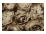 Sepia Roses Giclee Print by Dan Magus Sepia Roses Giclee Print by Dan Magus