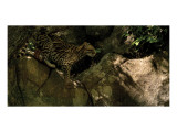 Ocelot Venture Giclee Print by Steve Hunziker