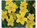 Marsh Marigolds Premium Giclee-trykk av Danny Burk