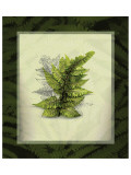 Japanese Painted Fern Study I Premium Giclee-trykk av Melinda Bradshaw
