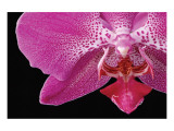 Phal IX Premium Giclee-trykk av Danny Burk
